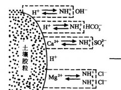 施用碳酸氫銨為什么要強(qiáng)調(diào)深施覆土？