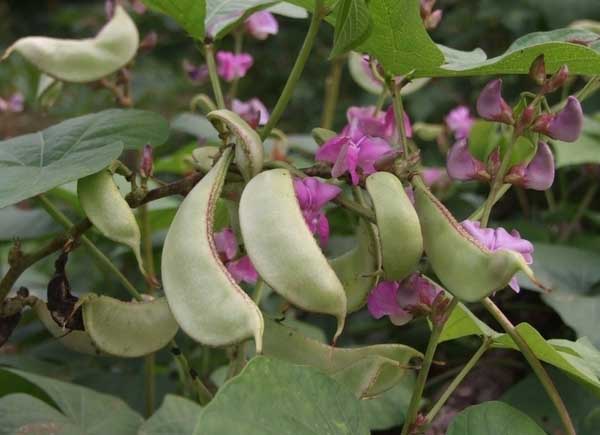 扁豆種植技術