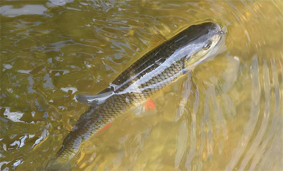 鰱鳙魚養(yǎng)殖技術要點