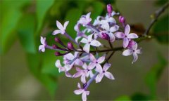 丁香花什么時(shí)候開花？丁香花的功效與作用