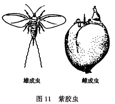 紫膠蟲飼養(yǎng)方法