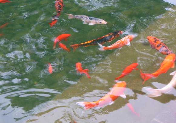 觀賞魚(yú)飼養(yǎng)方法