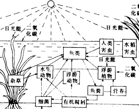 魚池的光照條件對(duì)魚的生長發(fā)育有何影響