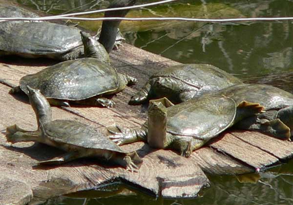 甲魚養(yǎng)殖場地的選擇