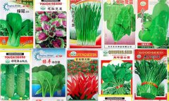 優(yōu)良蔬菜種子的標準 蔬菜良種應(yīng)具備哪些條件