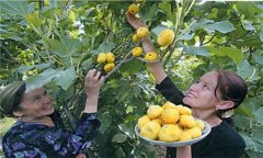 無花果產(chǎn)地是哪里最好 無花果的栽培技術(shù)要點(diǎn)