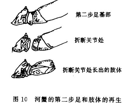 河蟹飼養(yǎng)管理技術(shù)