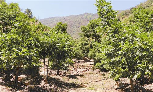 核桃種植密度標準