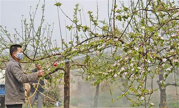 蘋(píng)果樹(shù)開(kāi)花前打什么藥