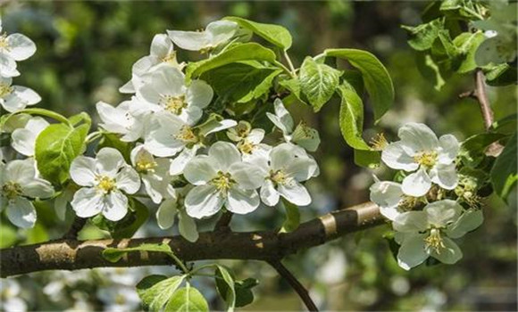 蘋(píng)果樹(shù)開(kāi)花前后的病害防治