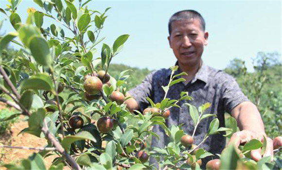 油茶的栽植技術(shù)要點