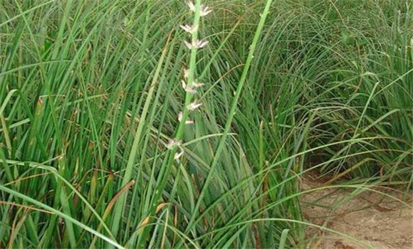 知母栽培種植技術要點