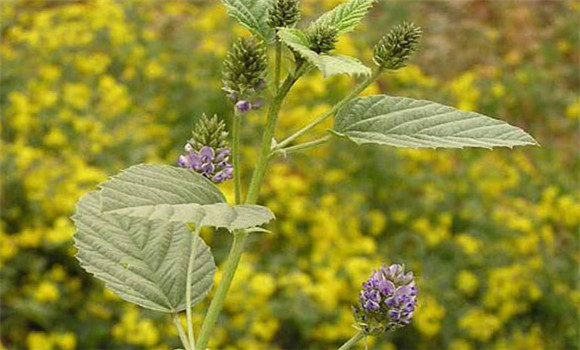 補骨脂種植技術(shù)要點