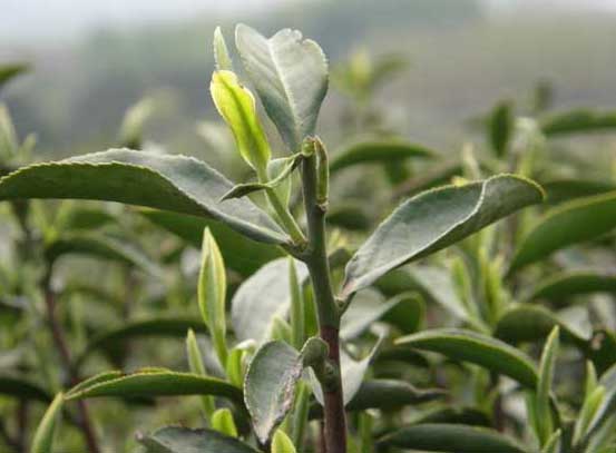 茶樹種植技術(shù)