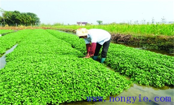 種植豆瓣菜如何整地和定植