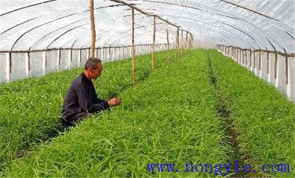 大棚空心菜的日常管理要點