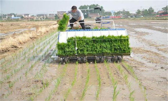 水稻機(jī)械化育插秧的好處