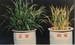 氮、磷、鉀對(duì)植物的作用分別是什么