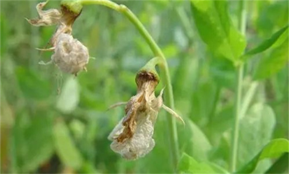 豌豆芽枯病的癥狀表現