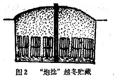 用什么方法嫁接毛白楊能當(dāng)年育出高干壯苗