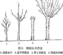 什么是柳樹頭木作業(yè) 怎樣施行？