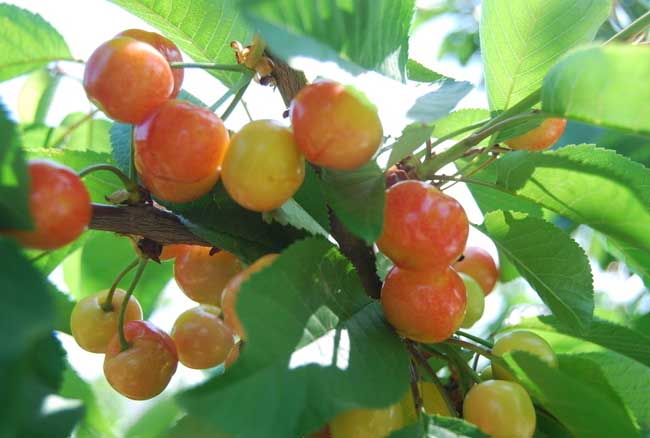 桃樹(shù)種植方法