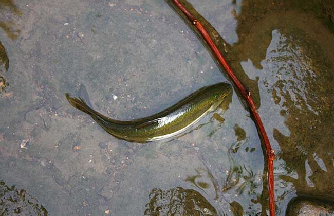 青魚飼養(yǎng)方法