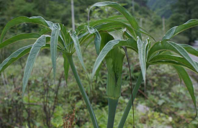 天南星種類(lèi)圖片大全