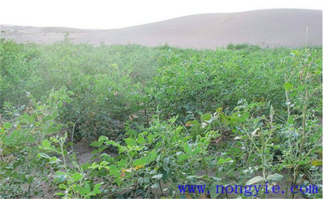 甘草種植技術(shù)與栽培管理方法