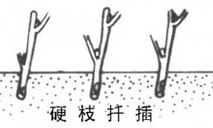 如何繁殖黑豆果 黑豆果硬枝扦插、綠枝扦插方法