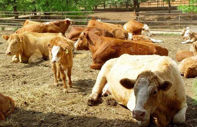 肉牛飼料知識