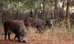 野豬是幾級保護動物，野豬的壽命一般是多少年