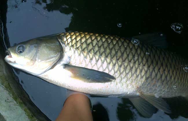 釣草魚有哪些釣法釣?草魚的方法有哪些