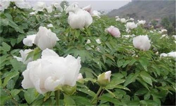 白芍種植技術(shù)、方法與主要步驟