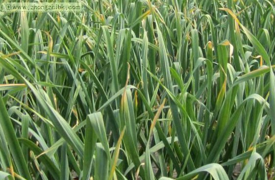 大蒜種植技術(shù)