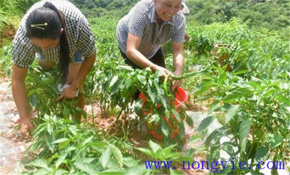 高山辣椒栽培技術(shù)要點(diǎn)