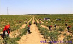 種植枸杞怎樣進(jìn)行土壤與施肥的管理？