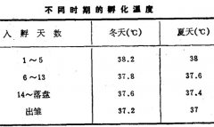 烏骨雞電孵機(jī)孵化法