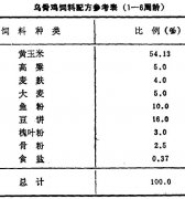 怎樣飼養(yǎng)商品烏骨雞？