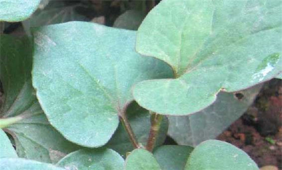 魚(yú)腥草種植技術(shù)