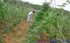 種植葛根如何管理？葛根田間管理技術(shù)要點(diǎn)