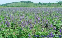 種植黃芩怎么管理？黃芩田間管理的主要內(nèi)容