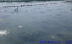 怎樣為魚塘增加氧氣，給魚塘增氧有幾種方法？