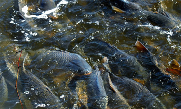 養(yǎng)鯉魚(yú)的方法