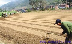 種植薄荷如何選地整地？薄荷種植管理技術(shù)要點