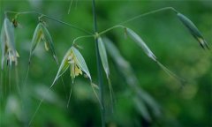 燕麥種植時間，燕麥什么時間種植