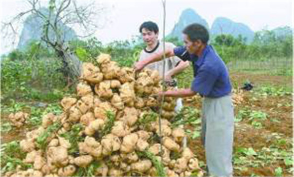 豆薯如何種植，豆薯種植與栽培技術(shù)