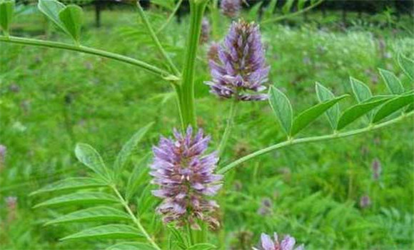 甘草種植技術(shù)