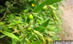 魔芋是什么東西 魔芋種植技術(shù)要點