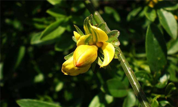 迎春花的養(yǎng)殖方法，迎春花的養(yǎng)殖技術(shù)要點